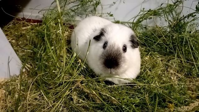 Симка-картинка❤️🐽❤️ смотреть онлайн
