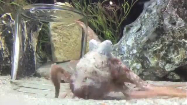 Red Octopus Eating смотреть онлайн