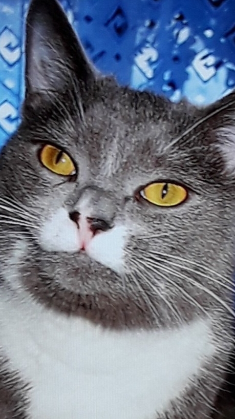 у Косяка на даче Ёж в теплицу забрался смотреть онлайн