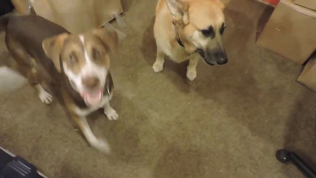 DOG FOUND CELINA TENNESSEE смотреть онлайн