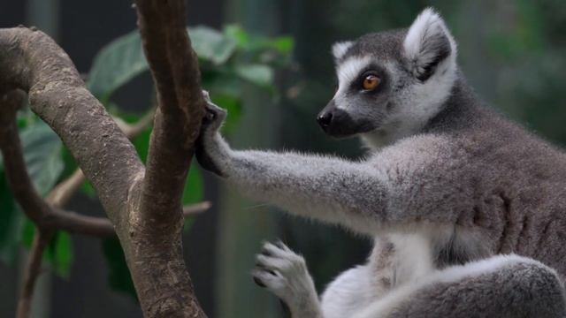 Лемур - спокойствие только спокойствие (lemur - relax ) 🐒🐒🐒 смотреть онлайн