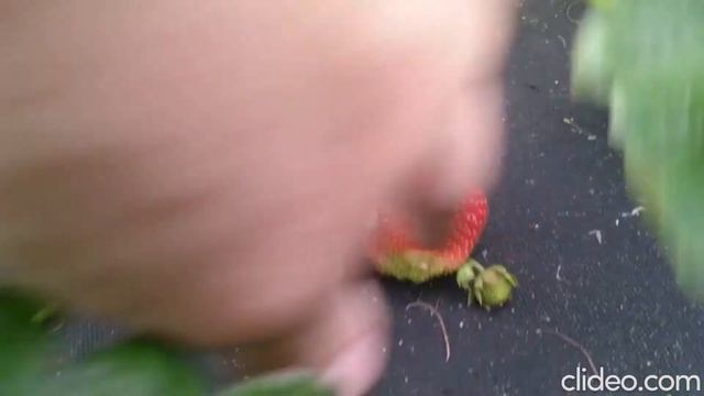 Виктория садовая - Лорд - Елизавета - Елизавета II смотреть онлайн