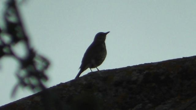 share Song Thrush singing at dusk & moon Cambridge UK 12may19 833p смотреть онлайн
