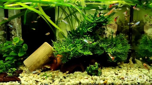 Аквариум с самцами гуппи - мужское общежитие смотреть онлайн