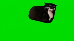 Чёрный кот танцует Футаж
