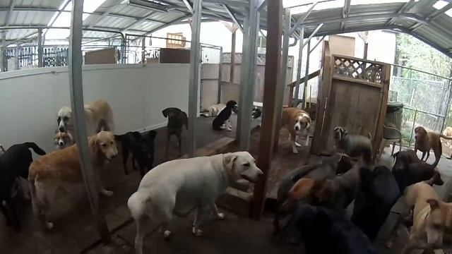 Animal Magnetizm Dog Daycare 9/1/15 B смотреть онлайн