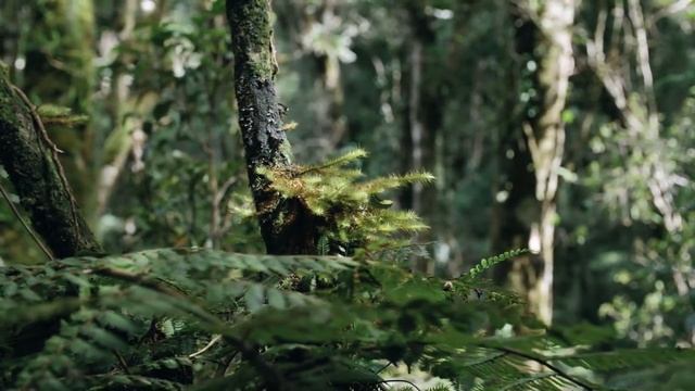 Beautiful Relaxing Music - Calm Peaceful Angelic Forest !! смотреть онлайн