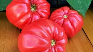 Жалею, что не сажала эти сорта раньше! СУПЕР урожайные ТОМАТЫ!