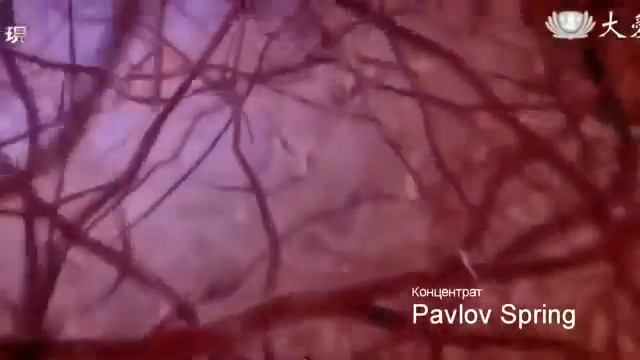 Global Trend концентрат Pavlov Spring смотреть онлайн