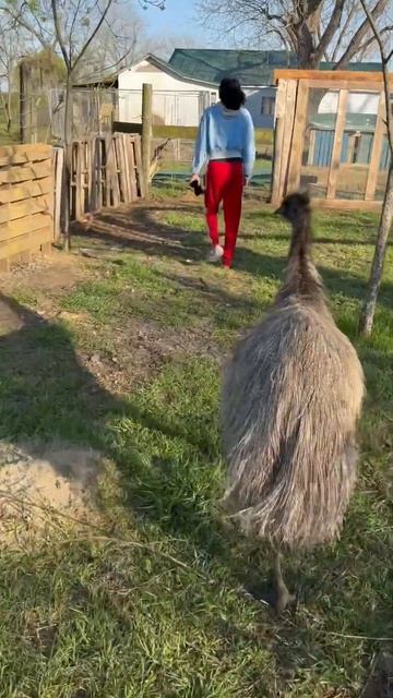 Nice walk with the birds! #shorts #khalid #emu #love смотреть онлайн