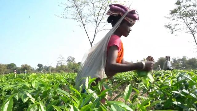 Organic Tea Coming Straight from the fields of Assam смотреть онлайн