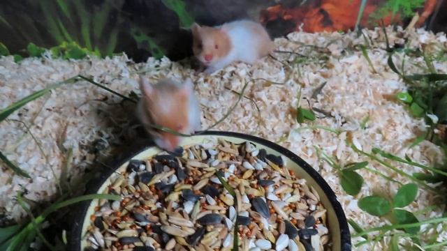 #ПРОДАЮ_хомяка #сирийскиехомяки #атласныйхомяксатиновый #купитьхомяка 89215950848 #продаются_хомяки смотреть онлайн