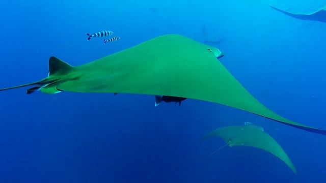 Freediving - Azores 2015: Faial, Pico, Sao Jorge, Graciosa, Flores смотреть онлайн