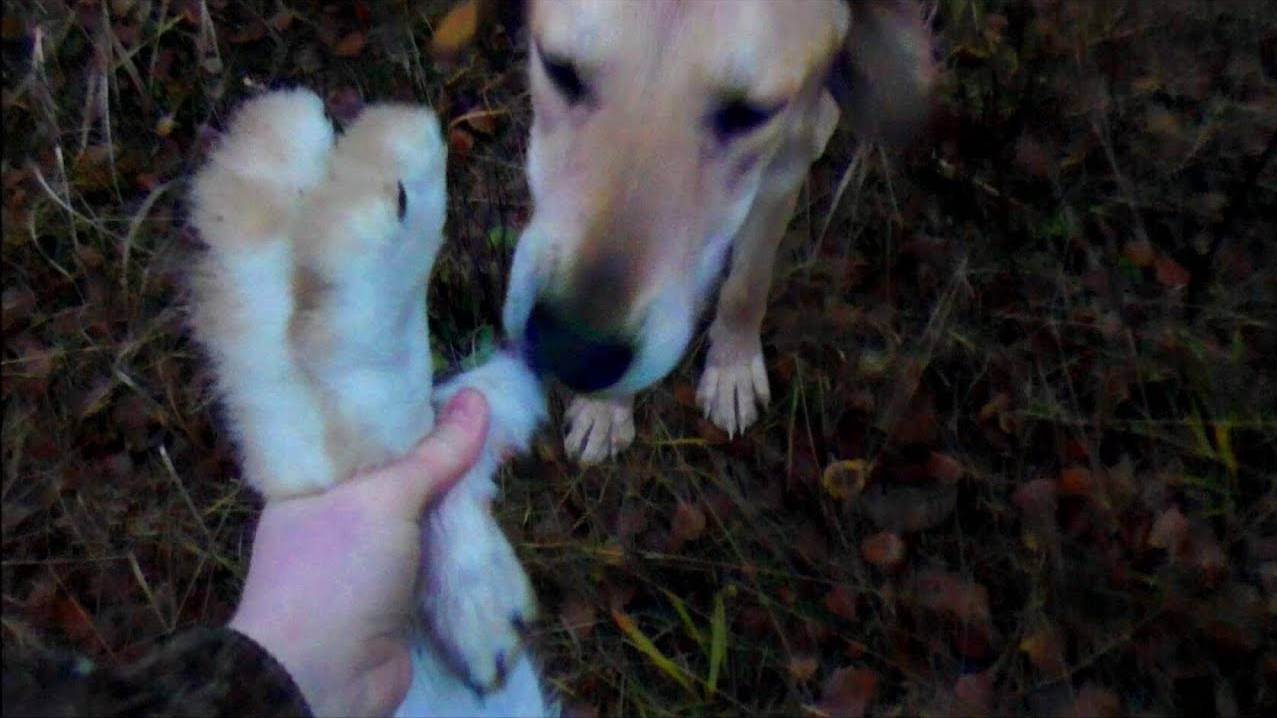 Охота с русской гончей на зайца. Аргон вл. Шатров В.А.#охотасгончей#собака#животные#топ#hunting смотреть онлайн