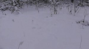 Сезон охоты на куницу капканами 22/23г.(очередная проверка)