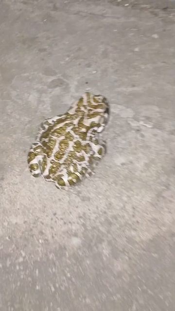 жабка в нас дуже крута😎🐸 #animals #shortvideo #cat #shorts #cats #pets #frog #happy #funny #котики смотреть онлайн