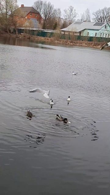 Кого тут только нет😃И чайки и утки и голуби🐦⬛🦆 смотреть онлайн