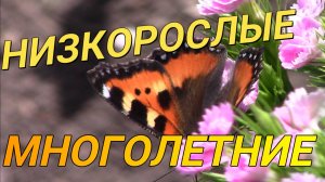 Низкорослые многолетние цветы