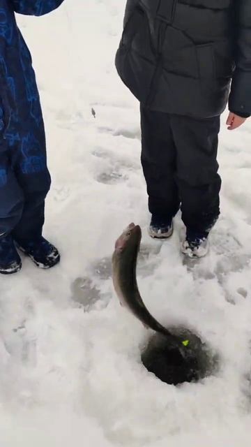 Дети ловят форель - зимняя сказка в клубе Ихтиолог смотреть онлайн