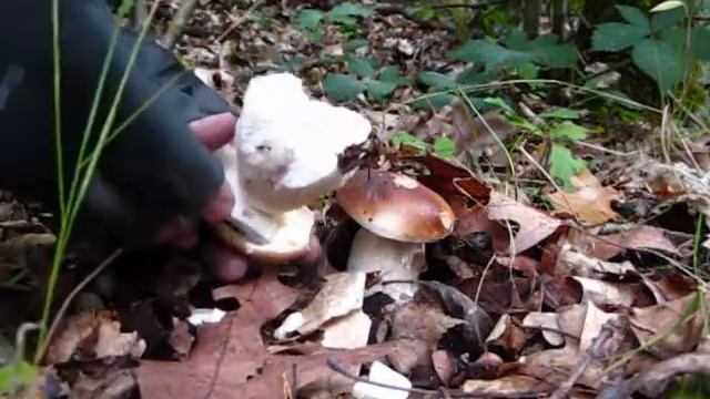 boletus picking preparations смотреть онлайн