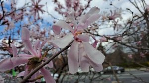 Magnolia 'George Henry Kern'