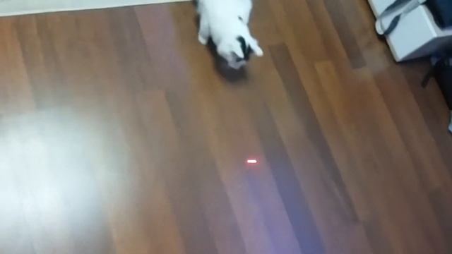 Котик играет с лазером😍 смотреть онлайн