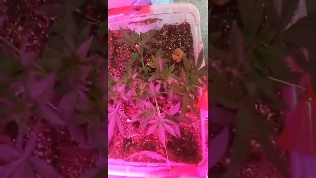 Day 4 of flower! LED grow white widow and g13 смотреть онлайн