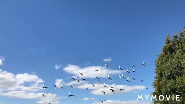 best video nature | 🌹🌹| aisa video aap ne ni deka hoga | ☺️ смотреть онлайн