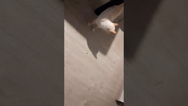 Лакомство Dreamies с курицей для взрослого тайского кота по кличке Симбо смотреть онлайн