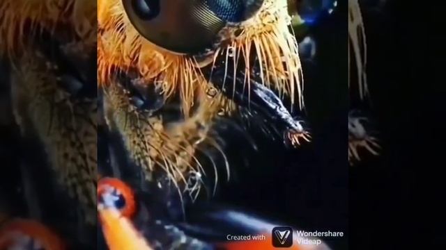 Комар🦟удивительное знамение Аллаха! смотреть онлайн