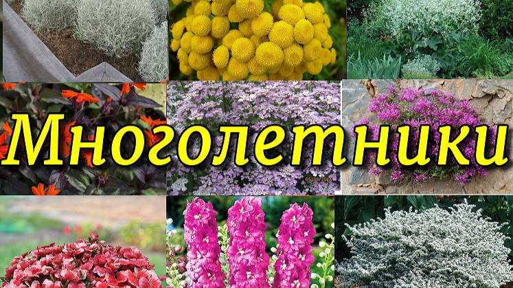 Семена многолетних цветов. Обзор полученной посылки.