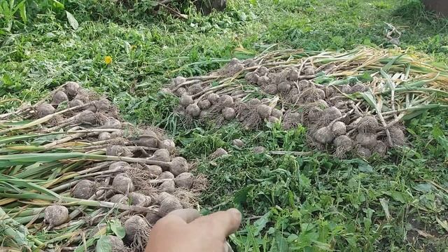 Выкопка чеснока 2018 . Урожай чеснока в Брянской обл. в июне смотреть онлайн