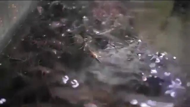Выращиваем африканского сома смотреть онлайн