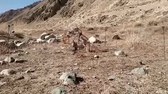 каклик ови (trap For Partridge _ Keklik Sesi Oxotakekliki)@MIRZAEVSHUKUR