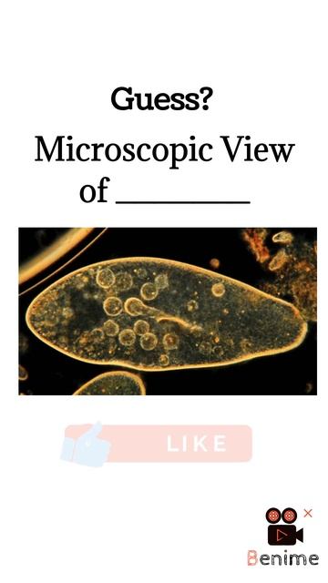 microscopic View of ___// class 12,11,10,9 // Neet // biology смотреть онлайн