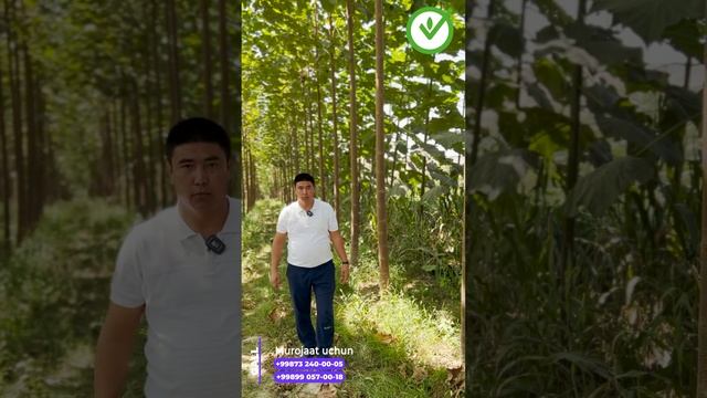 Кузда павловния экишда нимага дориланган кўчат экиш керак? смотреть онлайн