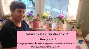 Болталка про Фиалки! Выпуск 51: Переукоренение фиалки в грунте, пересадка деток фиалок и Фитоспорин!
