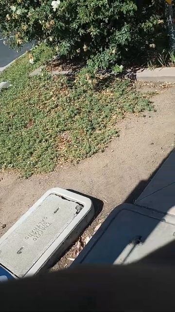 Here is proof that a Green Beetle was trying to be my new friend смотреть онлайн