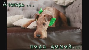 Ирландские  терьеры : сын   УИЛЛКА на выставках 2016