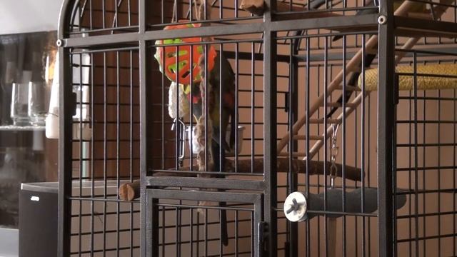 Regent Parrot - Star Wars Theme - Samsung SMS tone смотреть онлайн