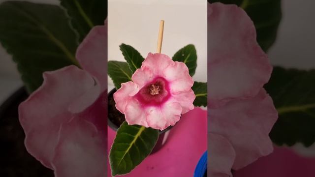 Рецепт настоя: на 3 литра теплой воды 2 шкурки банана. Настаивают 2 суток в прохладном темном месте смотреть онлайн