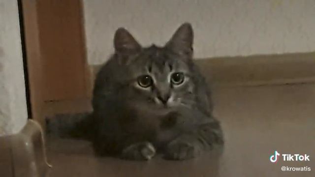 кот и мышка сосиска смотреть онлайн