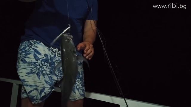 Попаднахме в РАЯ НА ХИЩНИЦИТЕ / Ловим ДЕНОНОЩНО! смотреть онлайн