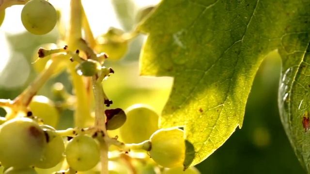 Mionetto Prosecco: la fase dell'invaiatura nei vigneti Docg смотреть онлайн