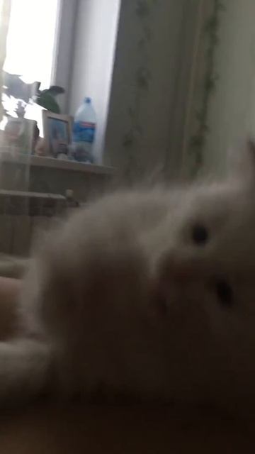 Котенок не справился с давлением | жесть | Шотландская вислоухая кошка Нани смотреть онлайн