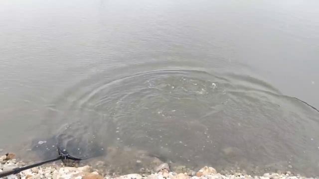 ФОРЕЛЬ, БЕЛУГА, ОСЕТР, ПАЛИЯ / НОЯБРЬ 2023 РЫБАЛКА С КОМФОРТОМ смотреть онлайн