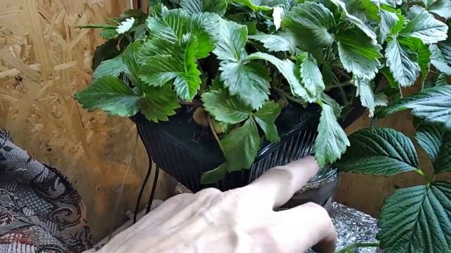 Гидропоника. ВЫРАЩИВАНИЕ КЛУБНИКИ ЗИМОЙ В ДОМЕ. GROWING STRAWBERRIES IN THE WINTER IN THE HOUSE.