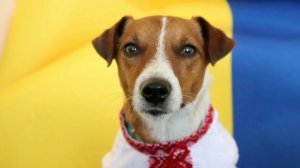 Пес патрон🇺🇦