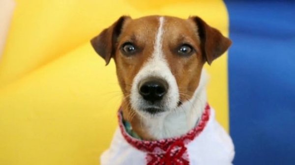 Пес патрон🇺🇦