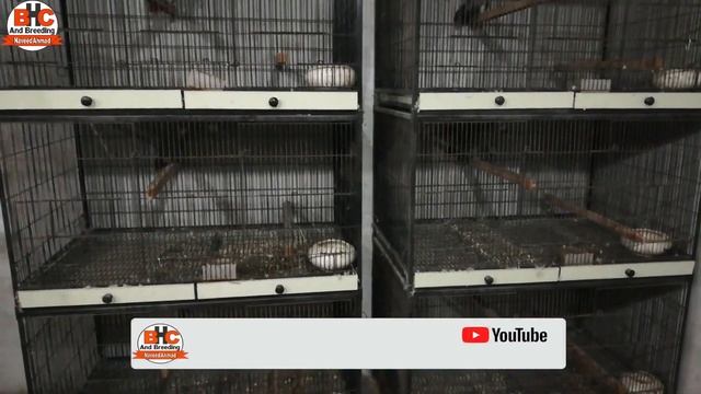 Birds Ko Breed Per Kab Lagain | Breeding Season | Box and Pairing Tips Urdu/Hindi смотреть онлайн